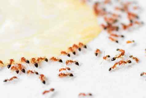 How to remove ants on kitchen garden
