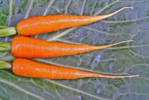 Than carrots are useful to an organism and whether there is a harm from this product