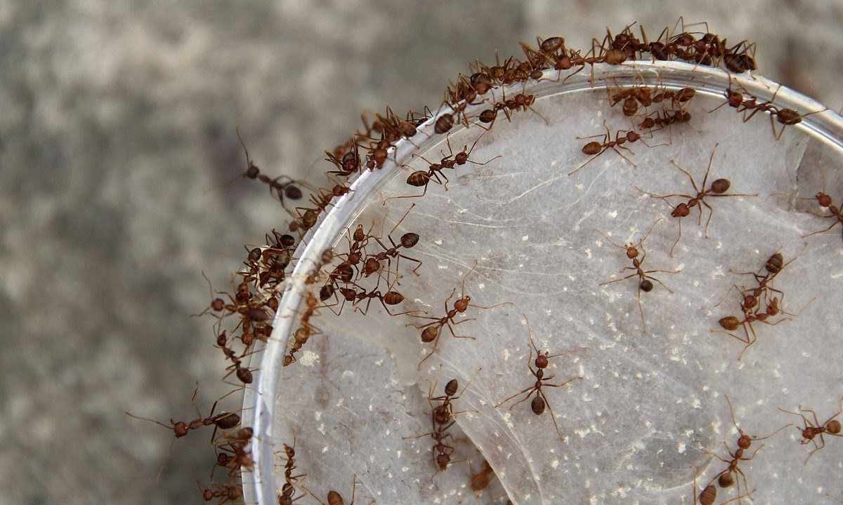 Domestic ants: how to get rid of ants in the apartment