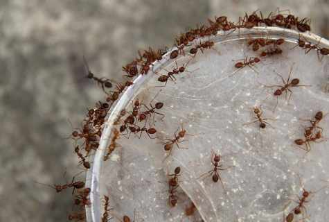 Domestic ants: how to get rid of ants in the apartment