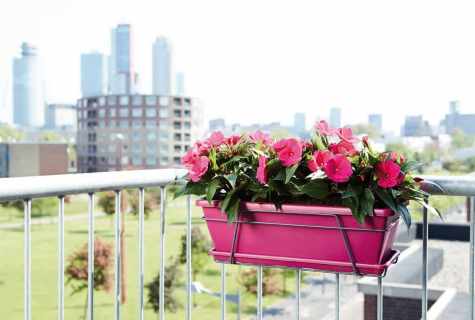 What balcony flowers the most popular