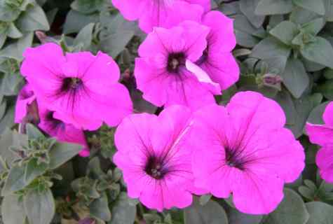 How to make beds of petunia