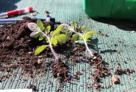 How to dive seedling of tomatoes