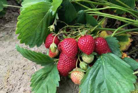 How to grow up strawberry harvest