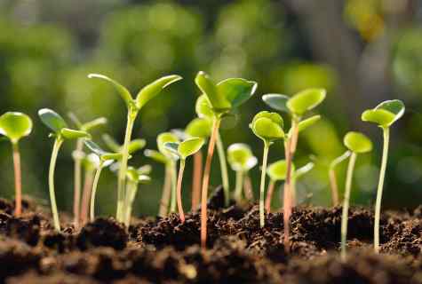 How to grow up early seedling