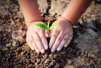 How to protect the child from garden poisonous plants