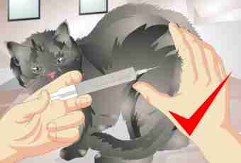 How to solve, castrate a cat or not