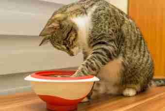 Why the cat drinks much