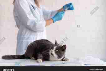 How to give an injection to a cat?