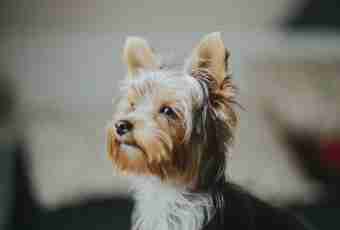 How to deliver ears to a Yorkshire terrier