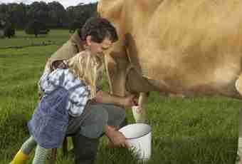 Why at a cow milk as water: reasons